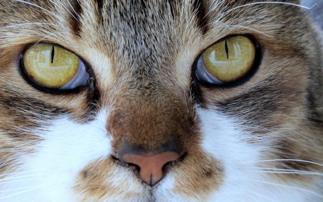 Menciptakan Lingkungan Sehat untuk Remaja di Kabupaten Penajam Paser Utara